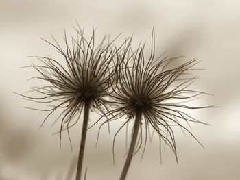 Close-up of dandelion wilted plants