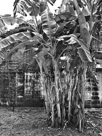 Plants growing on field against trees and buildings