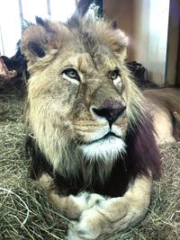 Portrait of lion relaxing outdoors