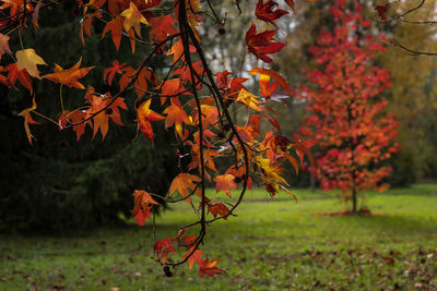 Close-up of autumn tree in park