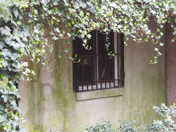 View of flowers growing on tree