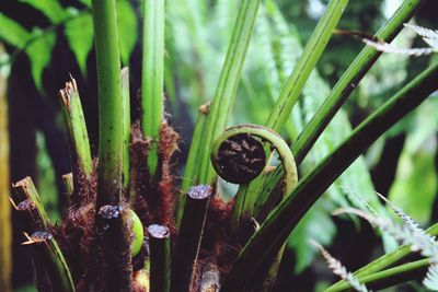 Close-up of snake on grass