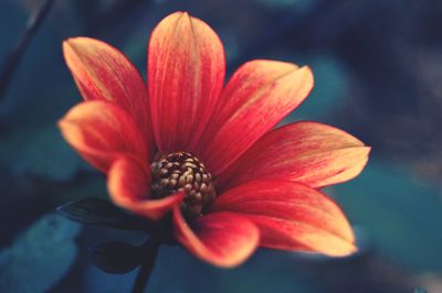 Close-up of red flower