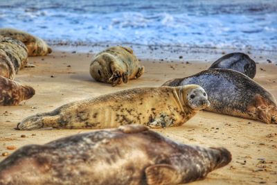 View of sheep on beach