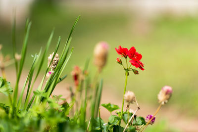 Close-up of flowering plant on field