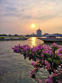 Purple flowering plants by river against sky during sunset