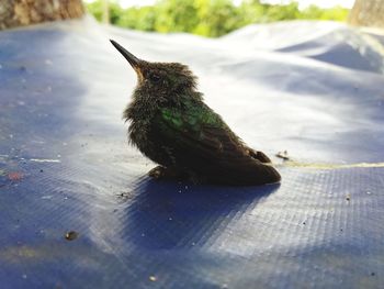 High angle view of bird perching