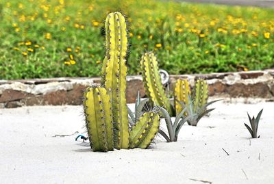 Close-up of succulent plant