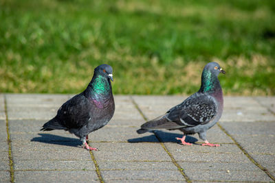 Close-up of pigeon perching on footpath