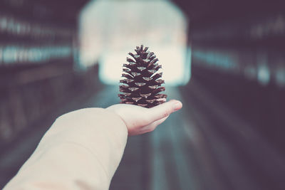 Close-up of hand holding leaf