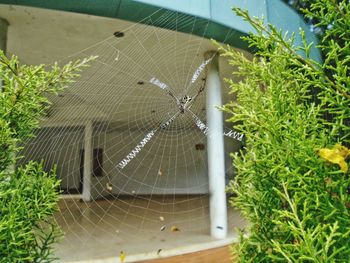 Close-up of spider on web against plants