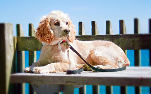 Light brown cocker spaniel dog lying on a table with a fence and lake ontario in the background.