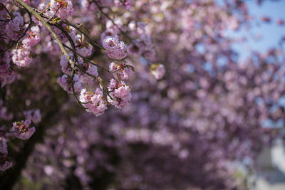 Cheery blossom trees 
