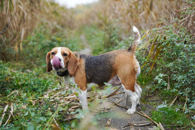 Dog beagle breed standing on green grass