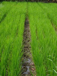 Scenic view of grassy field