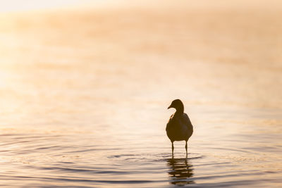 Bird in a lake