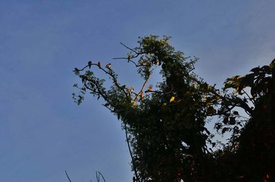 Low angle view of tree against clear sky