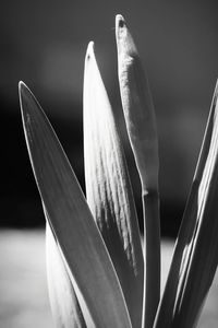 Budding daffodil in black and white