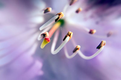 Close-up of pink flower buds