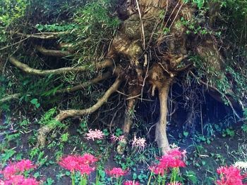 View of plants growing in forest