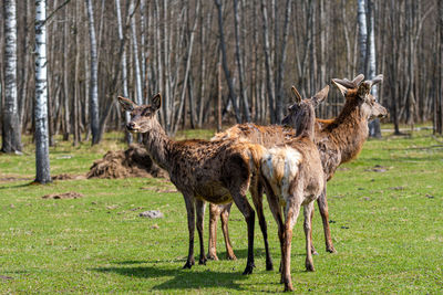 Capreolus capreolus, roe deers walking on the meadow at the edge of the forest, wild animals