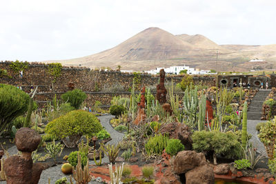 Jardin de cactus garden, guatiza, lanzarote