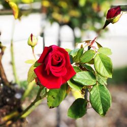 Close-up of rose plant