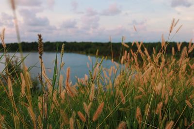 Plants growing on land against sky