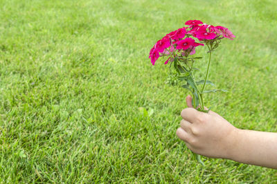 Close-up of hand holding pink flowers over grass