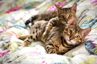 Close-up portrait of cat lying on bed