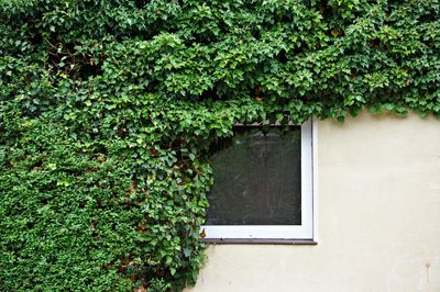 Creeper plant covering window