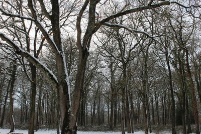 Bare trees in forest during winter