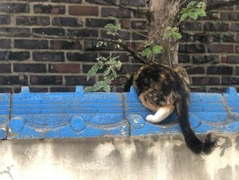 Rear view of boy against wall