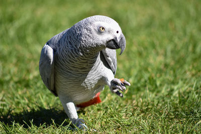 Close-up of a bird on field