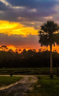 Silhouette trees on field against sky at sunset