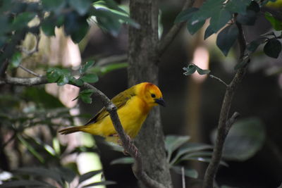 Perching close-up of golden warbler