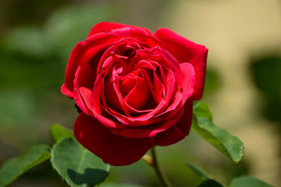 Close-up of red rose