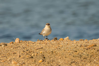 Seagull perching on a beach