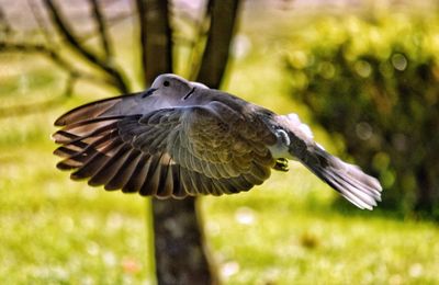 Close-up of eagle flying