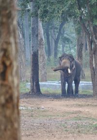 Elephant on tree trunk