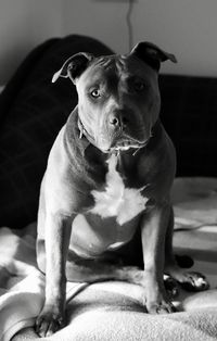 Portrait of dog sitting on bed at home