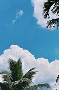 Low angle view of palm trees against blue sky