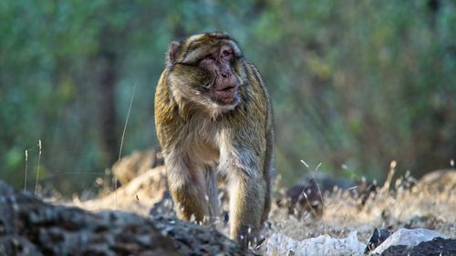 Monkey sitting on land