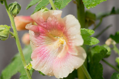 Close-up of pink flower