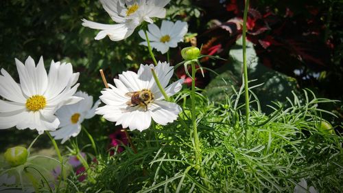 High angle view of white flowers blooming outdoors