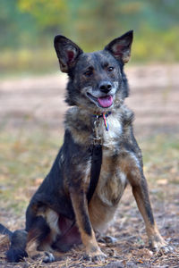 Portrait of dog on field