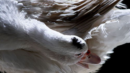 Close-up of a bird