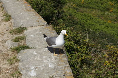 Seagull perching on ground