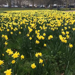 Yellow flowers blooming in field