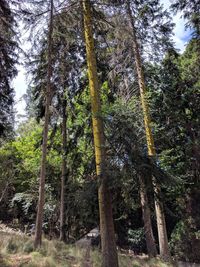 Low angle view of trees in forest